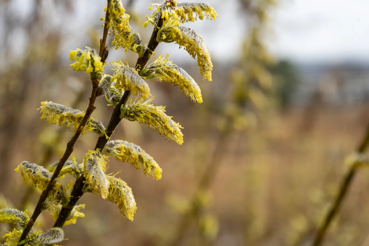 Die Rinde verschiedener Weidenarten enthält natürliche Stoffe, die im Körper in Salicylsäure umgewandelt werden. Weide